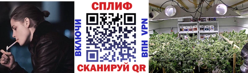 Бошки Шишки план  Шуя 